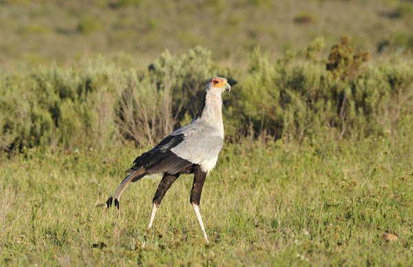 Secretary Bird - eagle meets stork