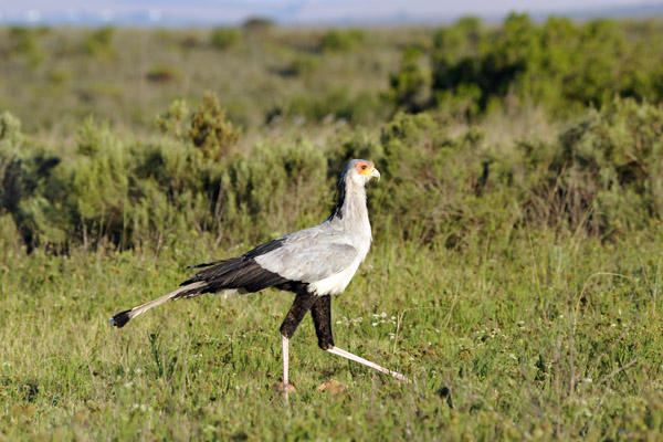 Secretary bird, Bontebok National Park