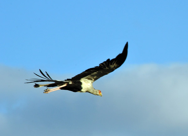 Secretary Birds are mainly terrestrial but can fly