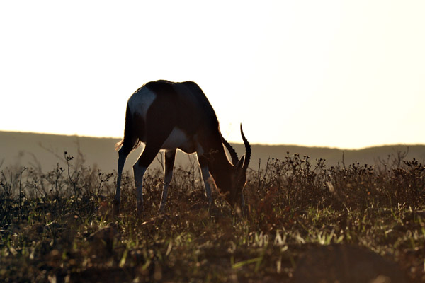 Bontebok grazing