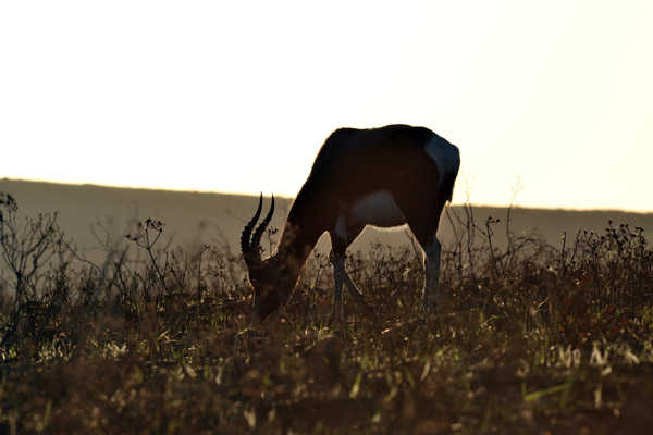 Bontebok grazing