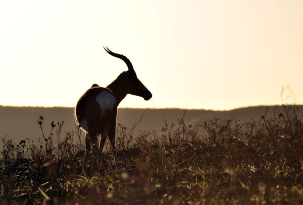 Bontebok in the late afternoon