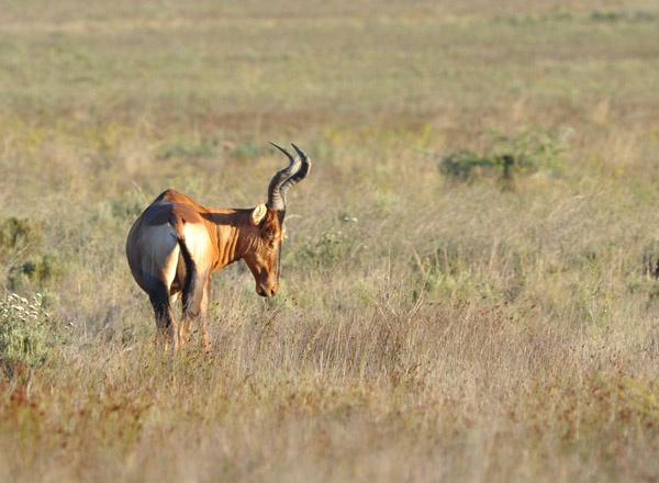 Red Hartebeest (Alcelaphus caama), Bontebok National Park