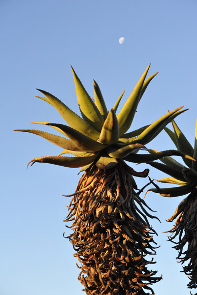 Bontebok National Park