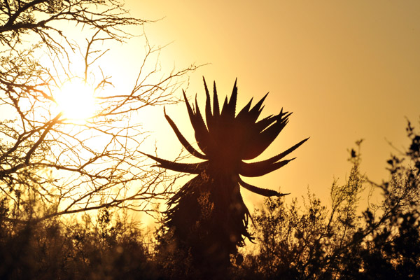 Sunset, Bontebok National Park