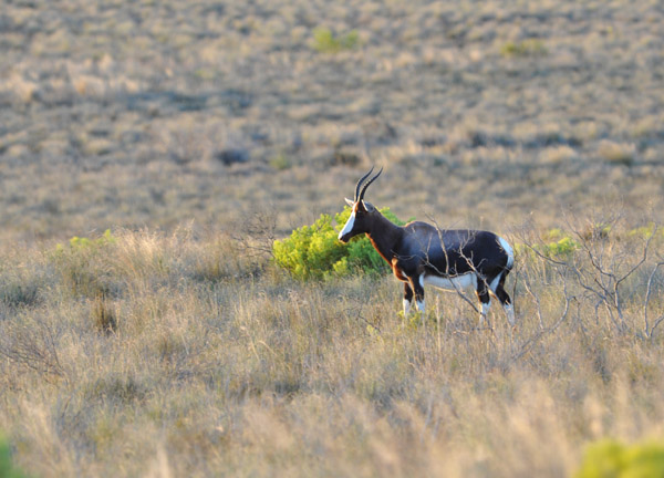 Bontebok National Park