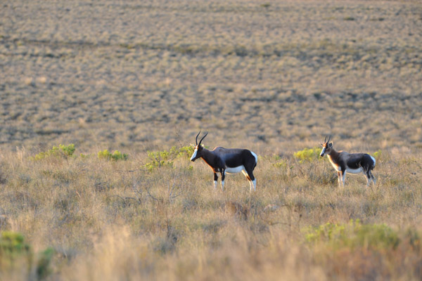 Bontebok National Park