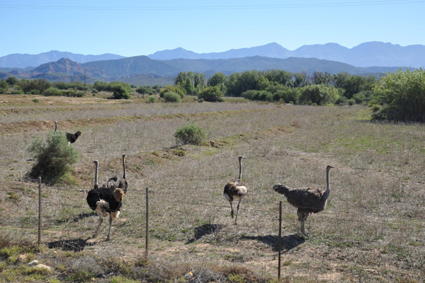 The area around Oudtshoorn is famous for farming ostrich