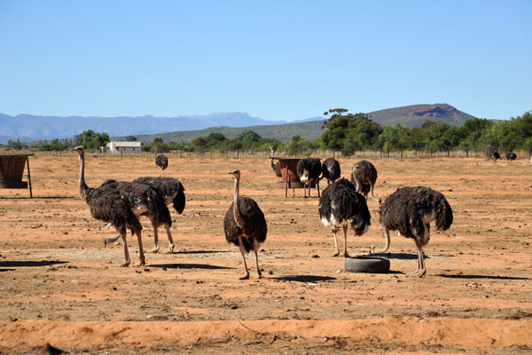 Safari Ostrich Farm, Oudtshoorn
