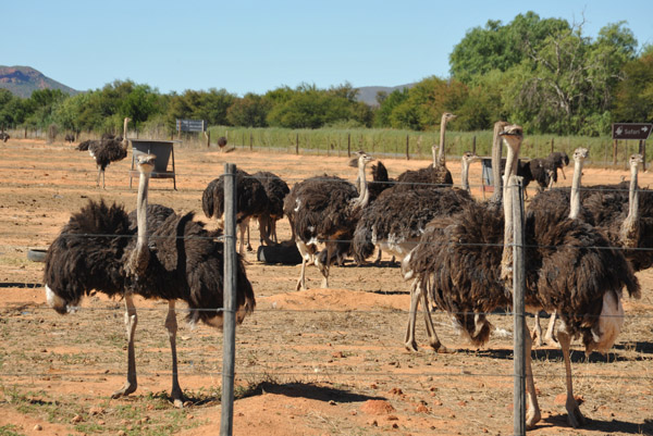 Ostrich with outstretched wings, Safari Ostrich Farm, Oudtshoorn