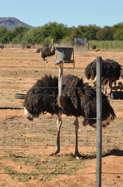 Ostrich putting on a display