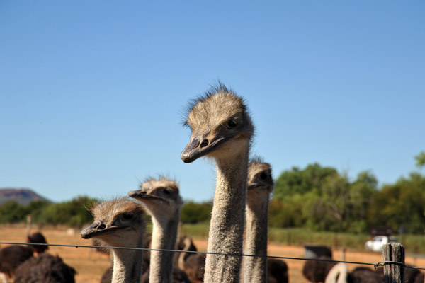 Safari Ostrich Farm, Oudtshoorn