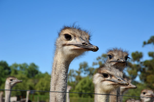 Safari Ostrich Farm, Oudtshoorn