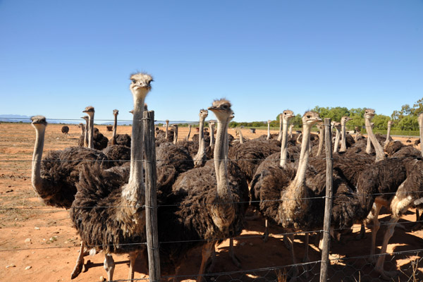Safari Ostrich Farm - flock of females