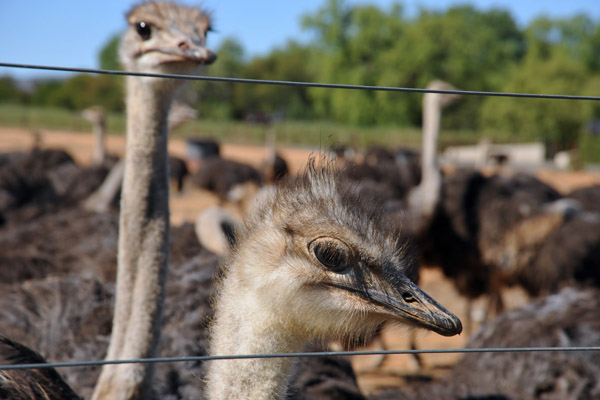 Safari Ostrich Farm, Oudtshoorn