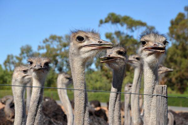 Safari Ostrich Farm, Oudtshoorn