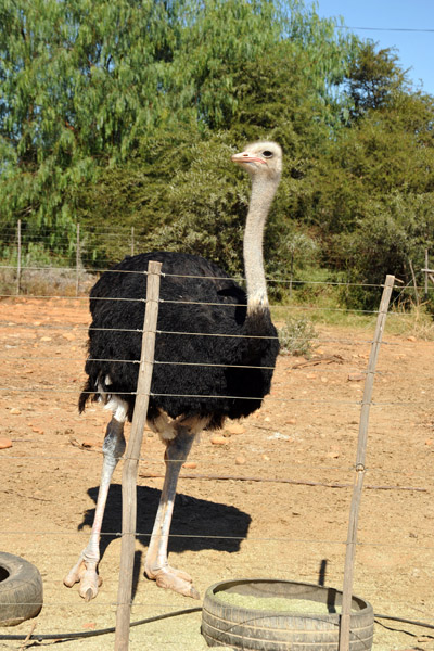 Male ostrich on the road to Highgate