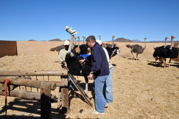 I decided to give ostrich riding a try...where else could I do that?