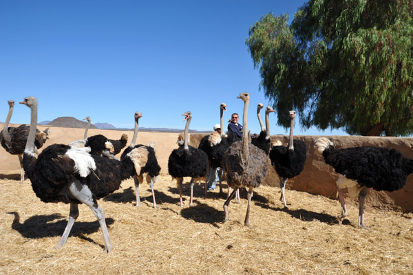 Creating havoc in the ostrich pen at Highgate
