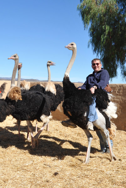 Ostrich riding