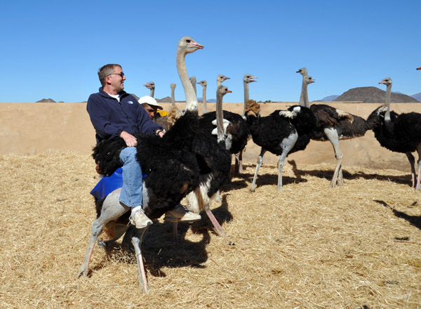 Ostrich ride, Highgate Show Farm, Oudtshoorn