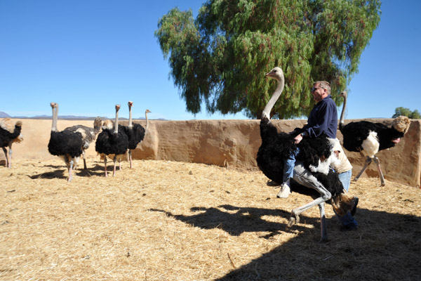 Ostrich ride, Highgate Show Farm, Oudtshoorn