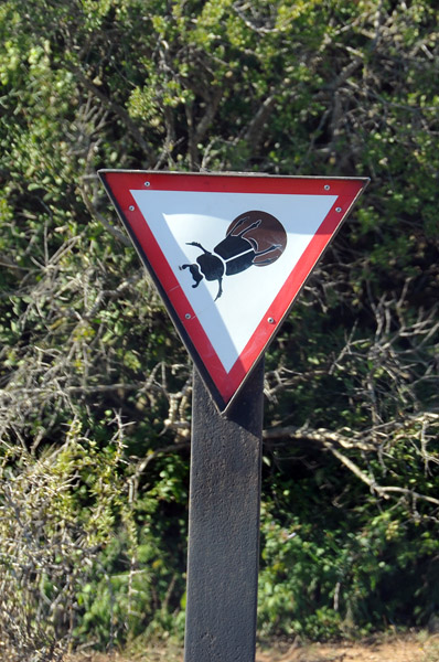 Caution - Dung Beetles