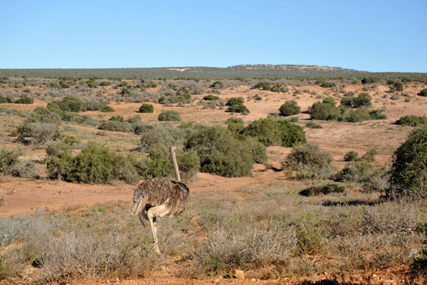 Ostrich, Addo Elephant National Park