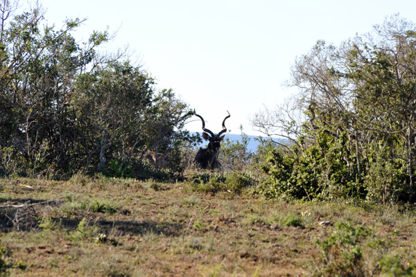 Resting kudu, Gorah Loop, Addo Elephant National Park