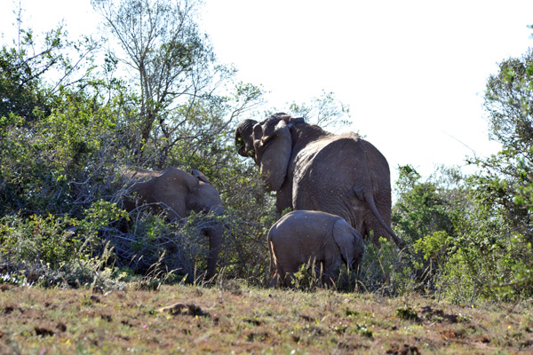 Elephants, Gorah Loop, Addo Elephant National Park