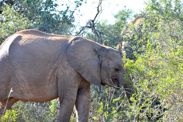 Addo Elephant National Park was founded in 1931 to provide sanctuary for the last 11 elephants in the Cape