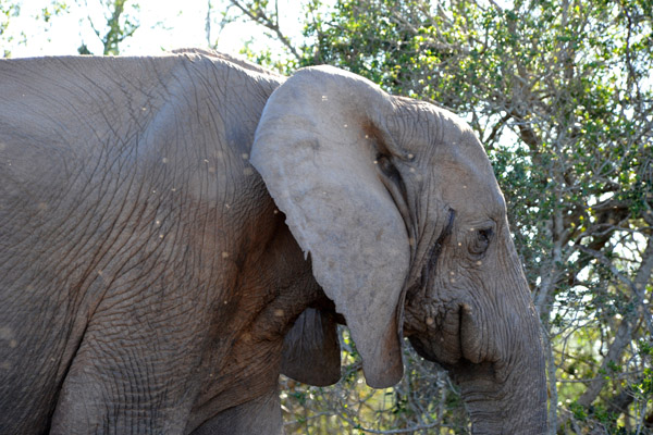 Today, Addo Elephant National Park has around 450 elephants