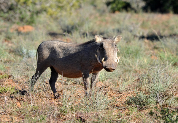 Warthog (Phacochoerus africanus), Addo National Park