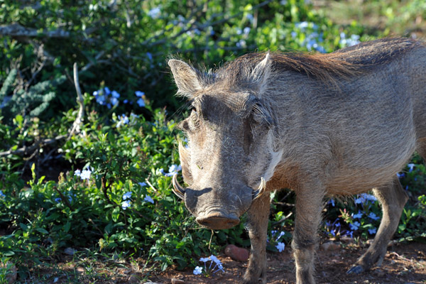 Warthog, Addo National Park