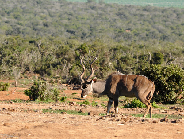 Kudu near the Harpoor Dam waterhole, Addo