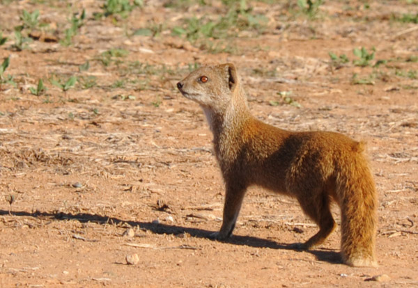 Yellow Mongoose (Cynictis penicillata), Addo Elephant National Park