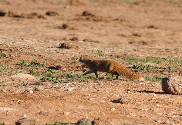 Yellow Mongoose hunting around the Harpoor Dam