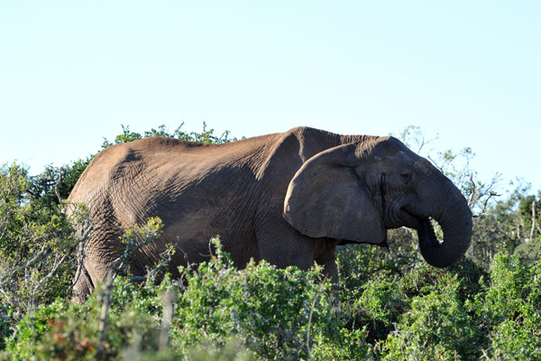 Elephant - Mpunzi Walk, Addo Elephant National Park