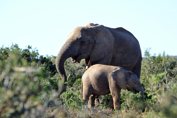 Radio-collarded mother and calf, Addo Elephant National Park