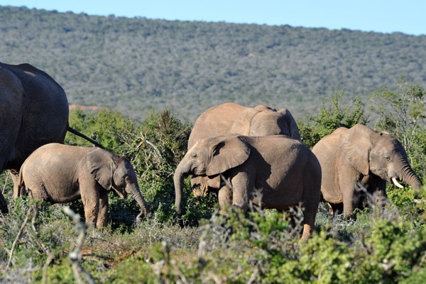 Elephant herd, Addo Elephant National Park
