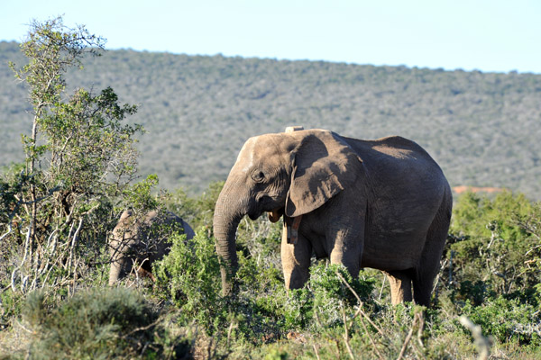 Radio collared matriarch, Addo Elephant National Park