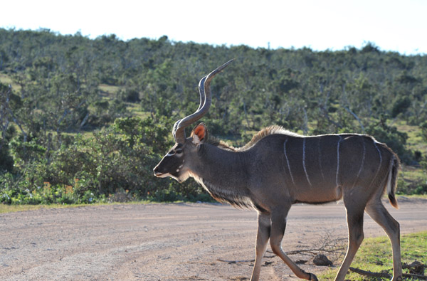Kudu crossing the Rooidam Hapoor Walk