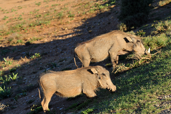 A pair of warthogs, Addo Elephant National Park