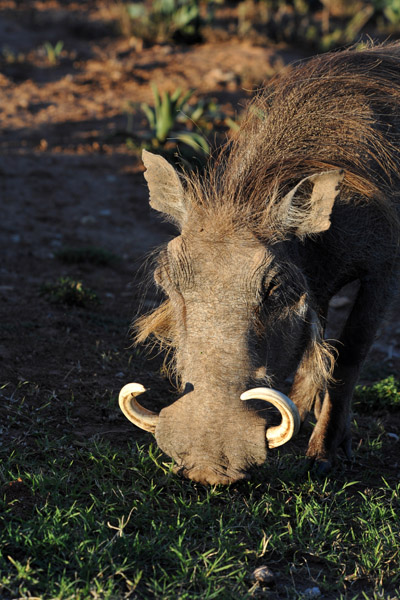 Big-tusked warthog, Addo National Park