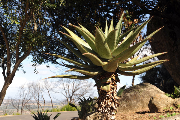 Garden around the Afrikaans Language Monument