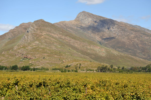 Vineyards on the east side of Bain's Kloof Pass