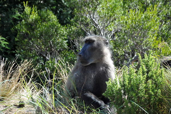 Chacma Baboon, Du Toitskloof Pass