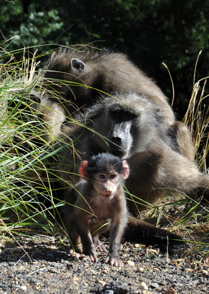 Baby baboon, Du Toitskloof Pass