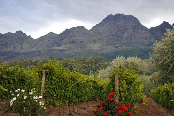 Vineyards nestled up against the Helderberg in the Stellenbosch Mountains