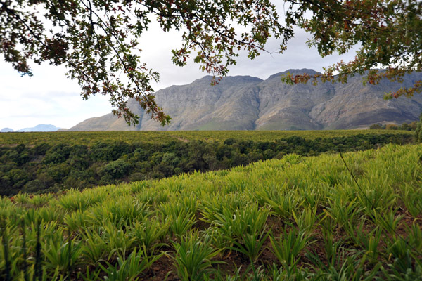 Stellenboschberg from the vineyards of Bilton Winery